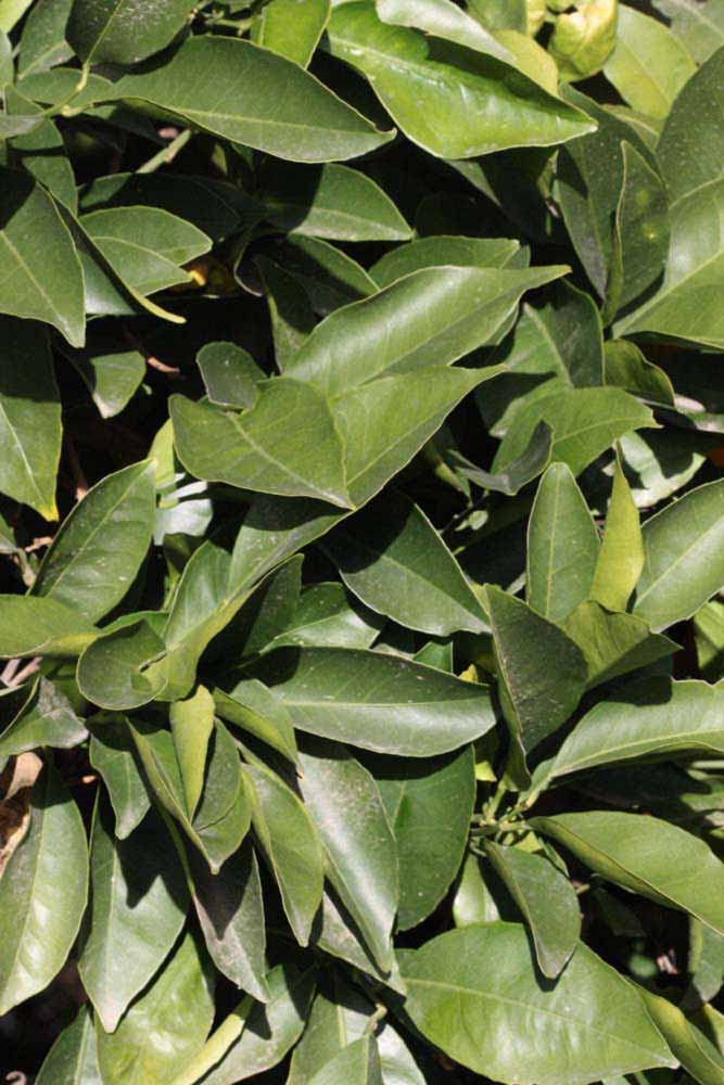              Sun leaves (Riverside, CA)       